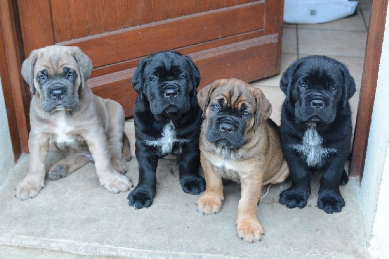 De La Vita E Bella - Cane Corso - Portée née le 13/08/2015